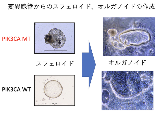 スフェロイド、オルガノイド