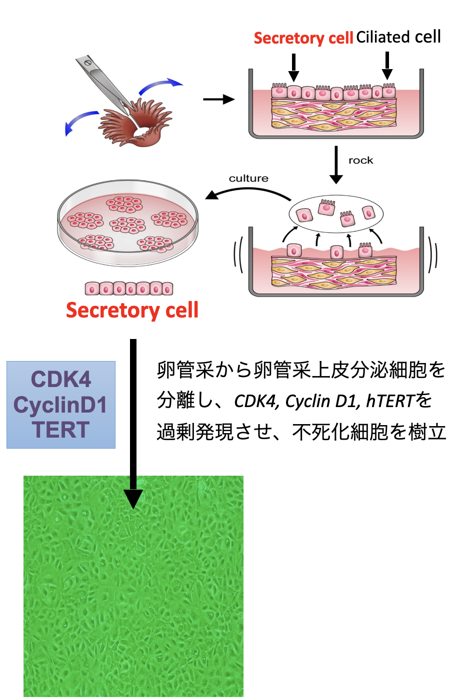 図２　卵管采上皮分泌細胞の不死化細胞株の樹立
