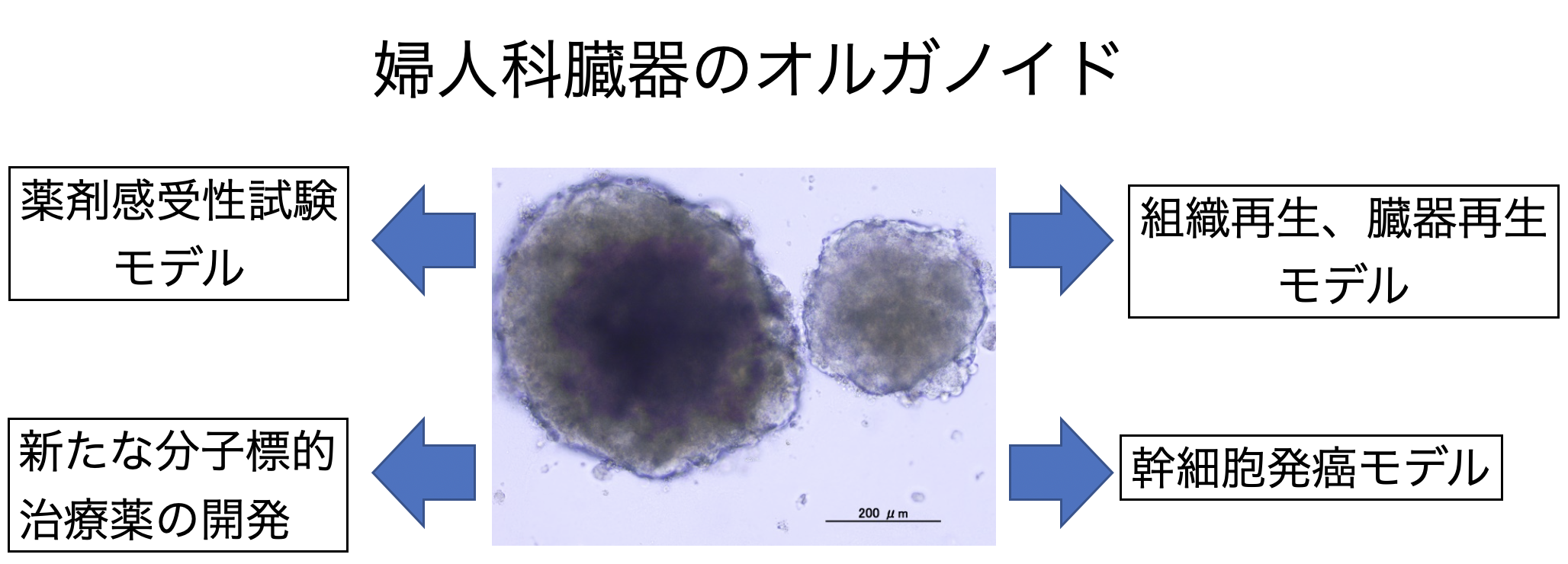 図４ 婦人科組織、がん由来オルガノイドを用いた新たな研究の展開