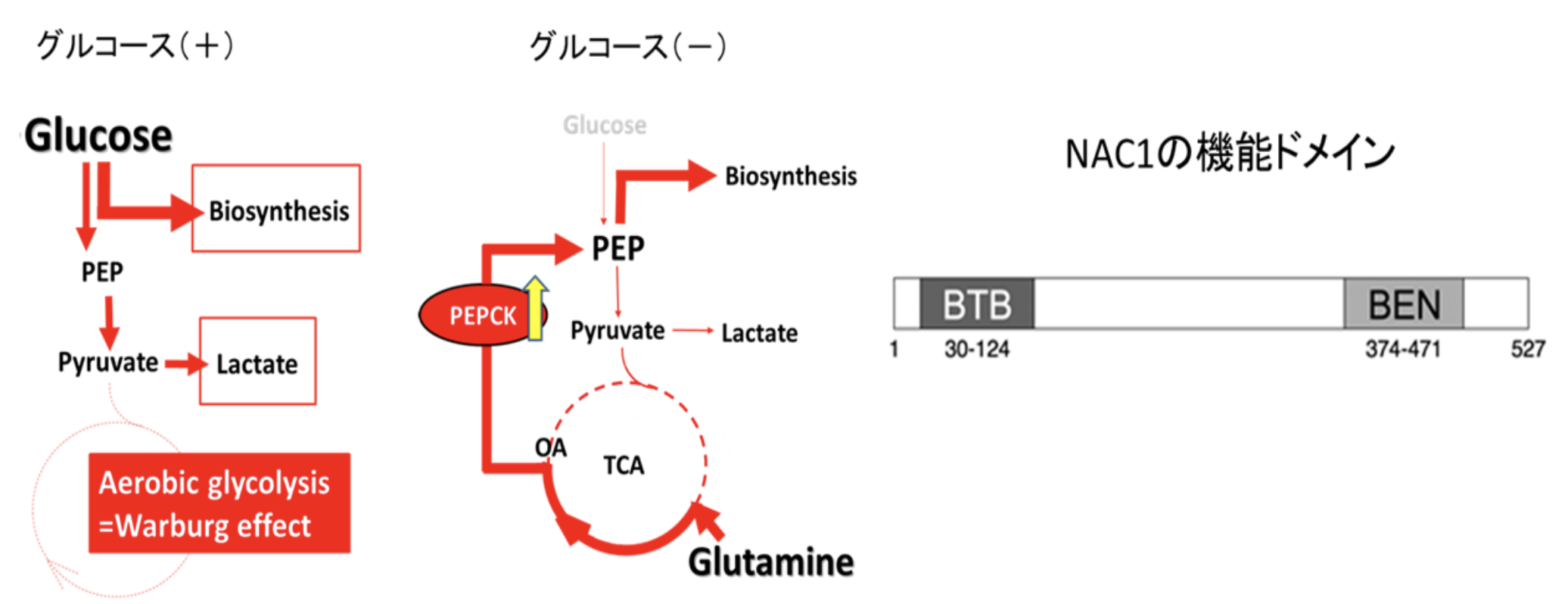 図９ 癌細胞の代謝経路