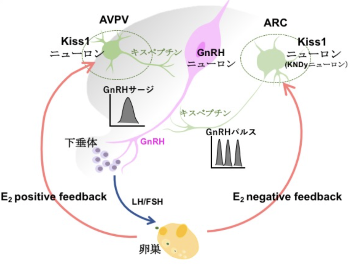 視床下部キスペプチンニューロンの制御機構